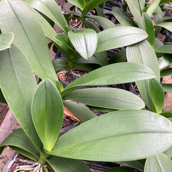 フラワーギフトの最高峰!純国産胡蝶蘭 3本立ち33輪タイプ ※送料込|洋蘭10-SZ