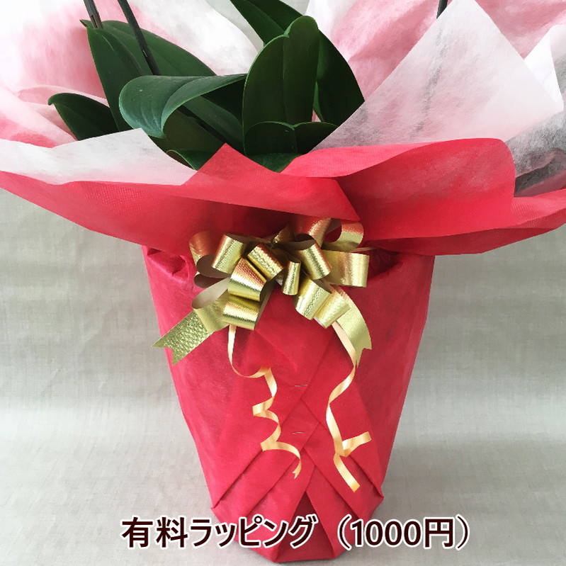 フラワーギフトの最高峰!純国産胡蝶蘭 3本立ち33輪タイプ ※送料込|洋蘭10-SZ