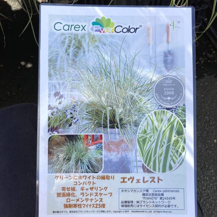 カレックス オシメンシス エヴェレスト 5号 PVP｜草花04-PA | 草花