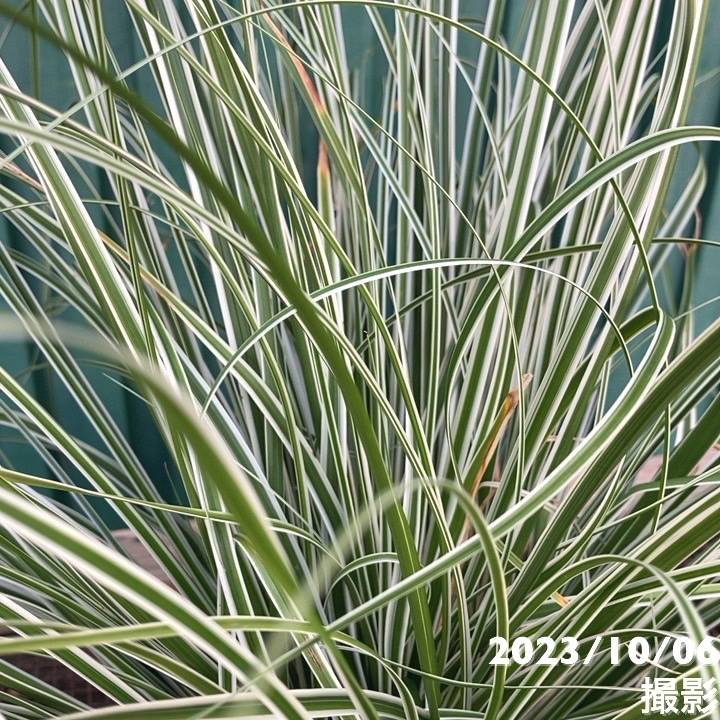 カレックス オシメンシス エヴェレスト 5号 PVP｜草花04-PA | 草花