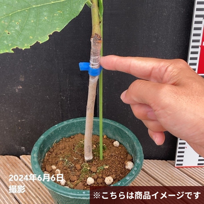 ピーターソンポポー ワバッシュ 5号｜果樹04-PA | 果樹,[珍しい果樹