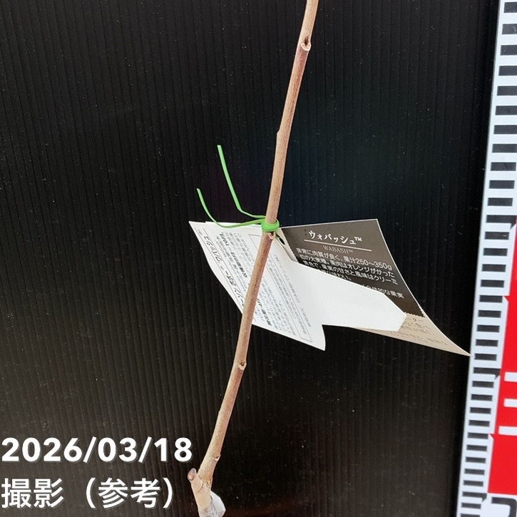 ピーターソンポポー ワバッシュ 5号｜果樹04-PA | 果樹,[珍しい果樹