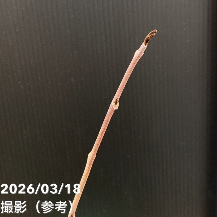 ピーターソンポポー ワバッシュ 5号｜果樹04-PA | 果樹,[珍しい果樹
