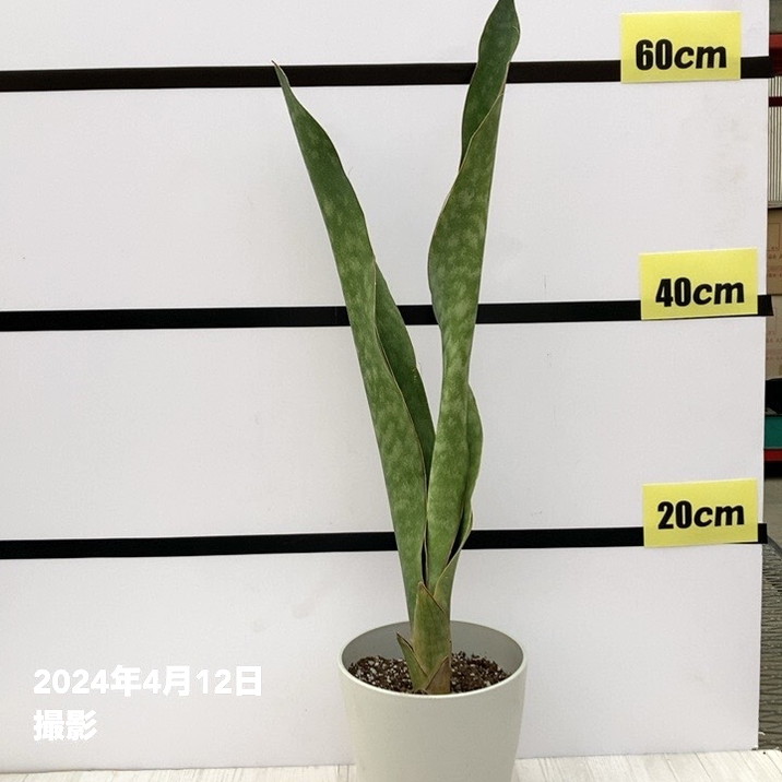 サンスベリア 5号 ブルーボーイグリーンリーフ 白プラ鉢仕様｜観葉02