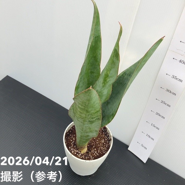 ハンガリー製 緑色 葉っぱ型 サンスベリア 3.5号 グリーンハニー 生産鉢仕様｜観葉02-D2 | 観葉