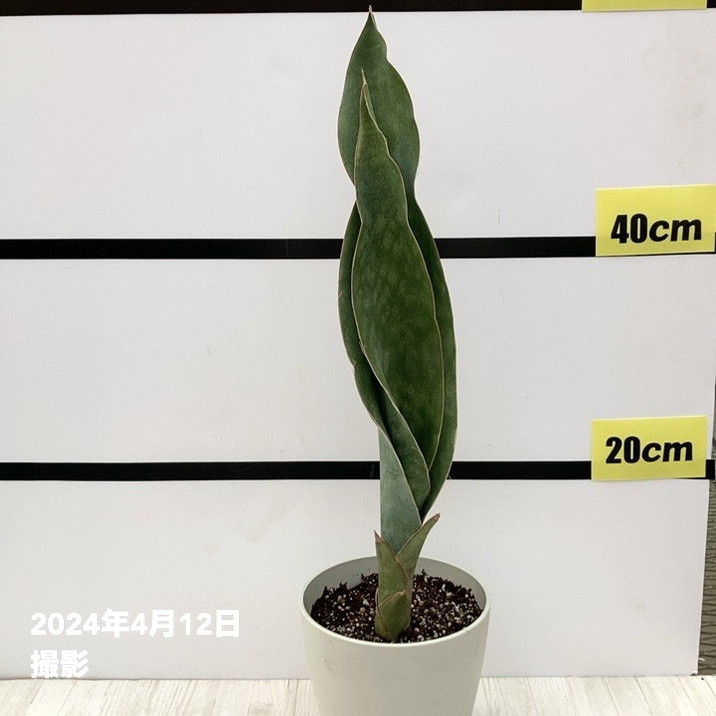 サンスベリア 5号 ブルーボーイグリーンリーフ 白プラ鉢仕様｜観葉02