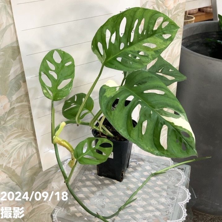 希少】Monstera deliciosa mint variegata 01