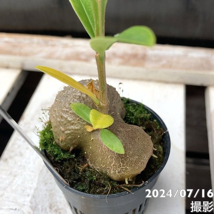 現品お届け】アリ植物 ヒドノフィツム Hydnophytum sp.（ameba