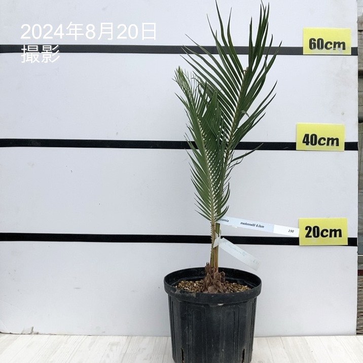 激レア！現品お届け】マクロザミア 6号スリット鉢（1）｜観葉01-D1