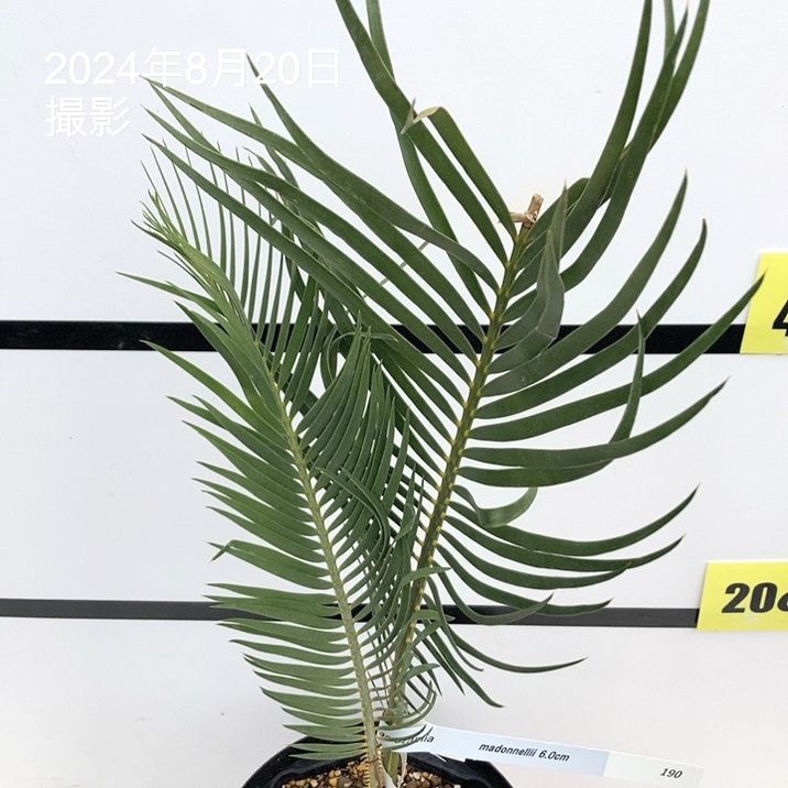 【現品】マクロザミア・ムーレイ　10号　M6番 楽天市場】NEW!【現品・現物】マクロザミア・ムーレイ 10号 M6番