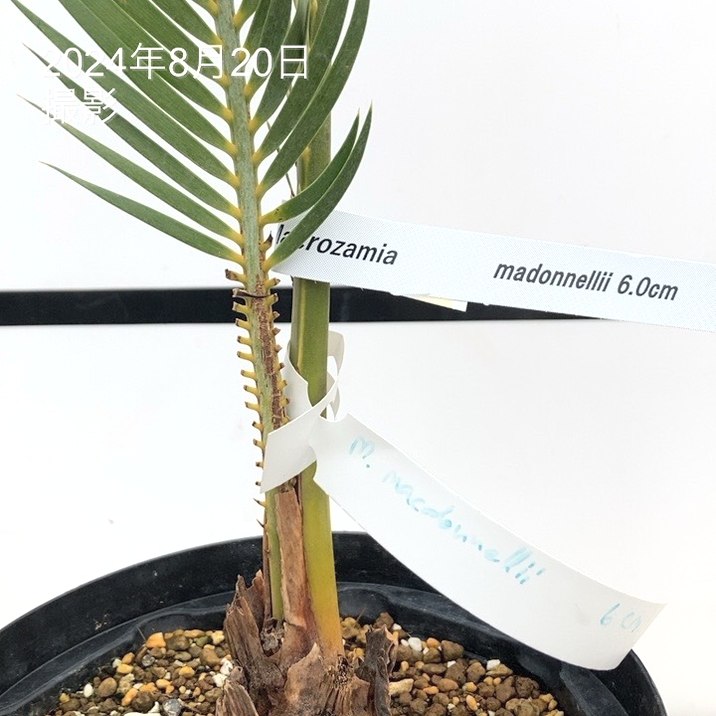 激レア！現品お届け】マクロザミア 6号スリット鉢（1）｜観葉01-D1