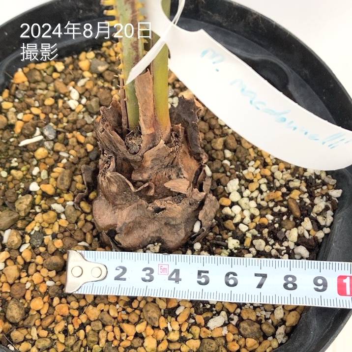 【現品】マクロザミア・ムーレイ　10号　M6番 現品】マクロザミア・ムーレイ 10号 M6番 楽天市場】NEW!【現品