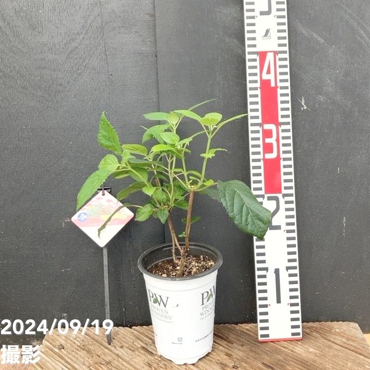 花花 北島園芸オリジナル】 ニチニチソウ・ミラシリーズ 『ミラうさぎ (仮