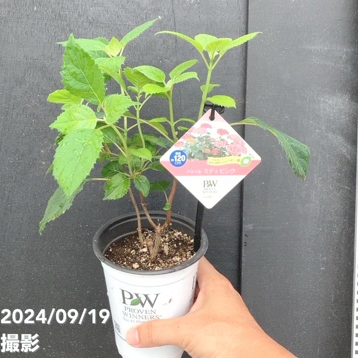 木製ピンクカート 植物ディスプレイ用 木製ピンクカート 植物ディスプレイ用 ガーデニング収納 フラジール