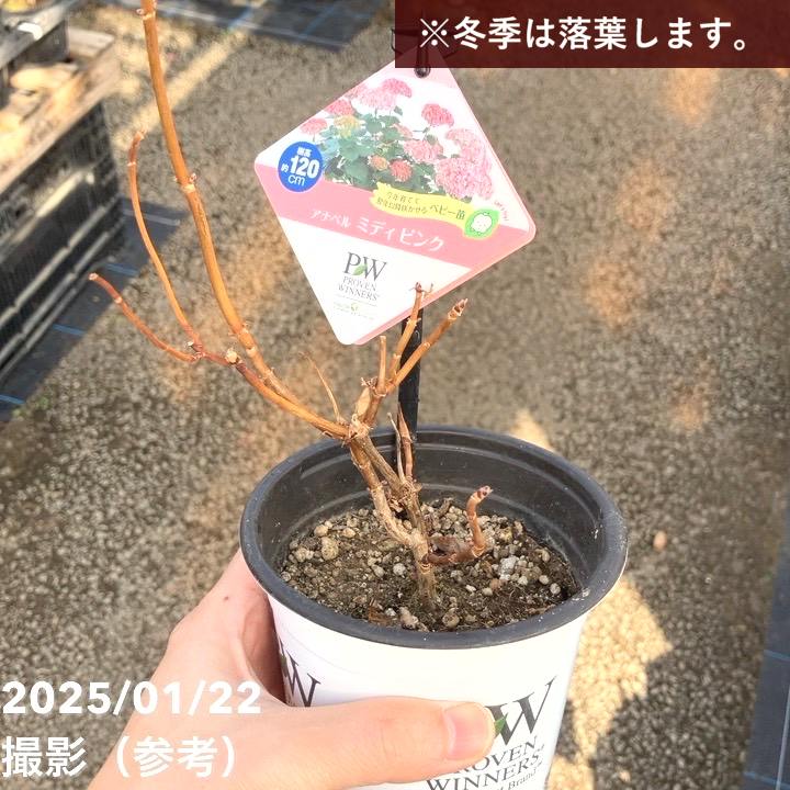PW アナベル ミディピンク 3.5号 PVP｜花木04-PA | 花木・庭木