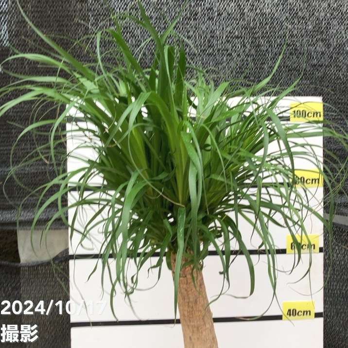 トックリラン　幹太 楽天市場】トックリラン（幹太） 石模様のセメントポット M