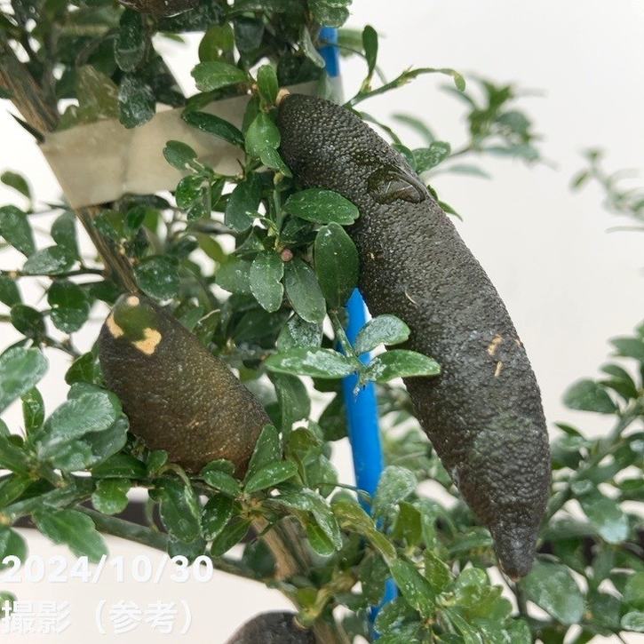 e50 土屋伊佐子 ガラス 花瓶 isako ガラス細工 工芸ガラス 高さ38cm YONEX 25cm 3.5E shw-lc ウォーキングシューズ ゴールド パワー