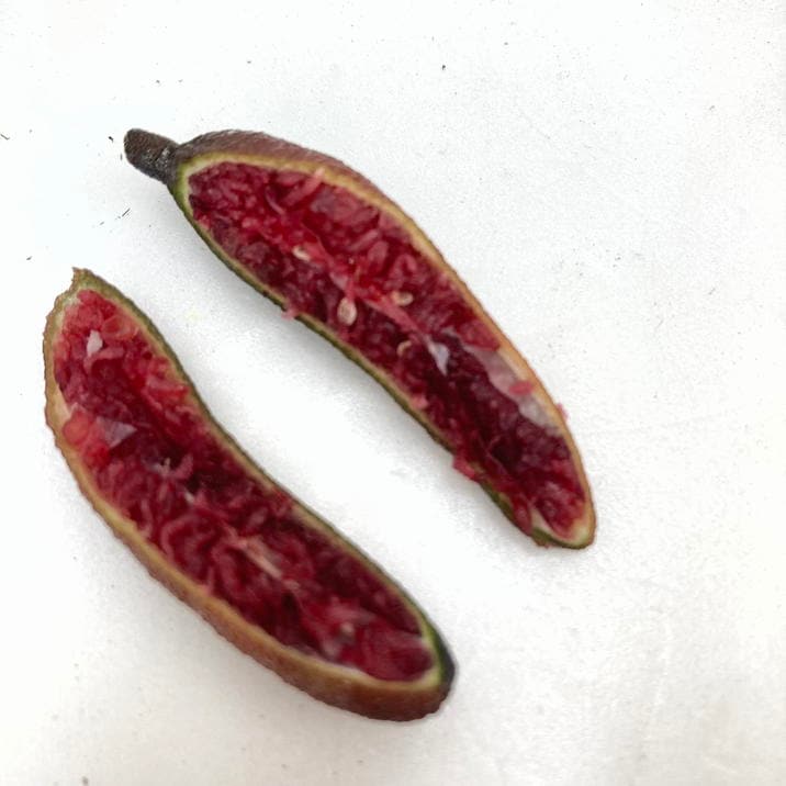 実付き＞フィンガーライム 3.5号 リトルルビー｜柑橘｜果樹10-TU