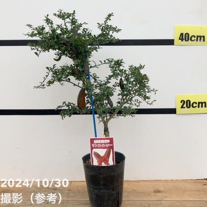 実付き＞フィンガーライム 3.5号 リトルルビー｜柑橘｜果樹10-TU