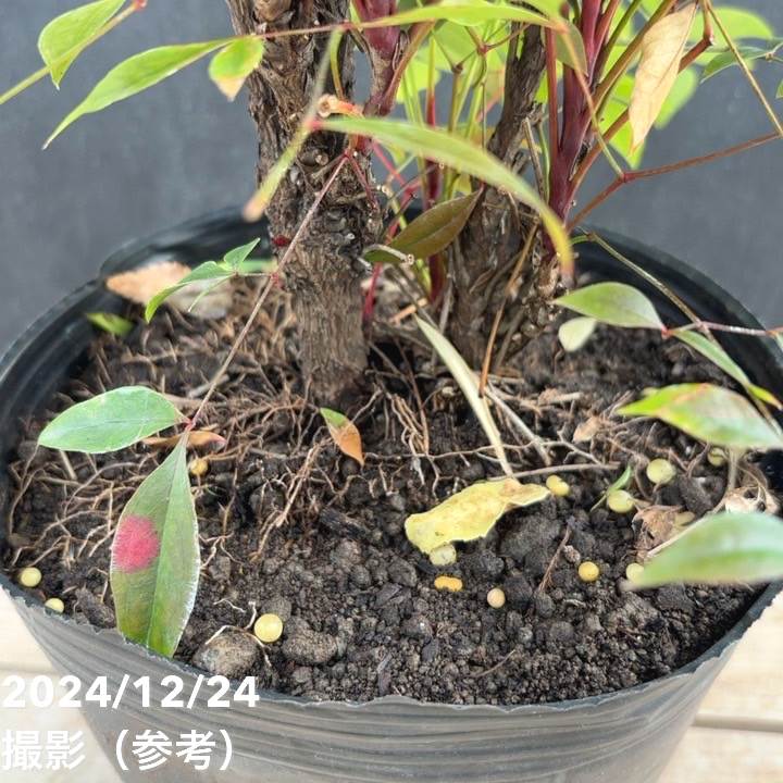 ドワーフナンテン（南天） グリフストリーム 6号｜花木04-PA | 花木