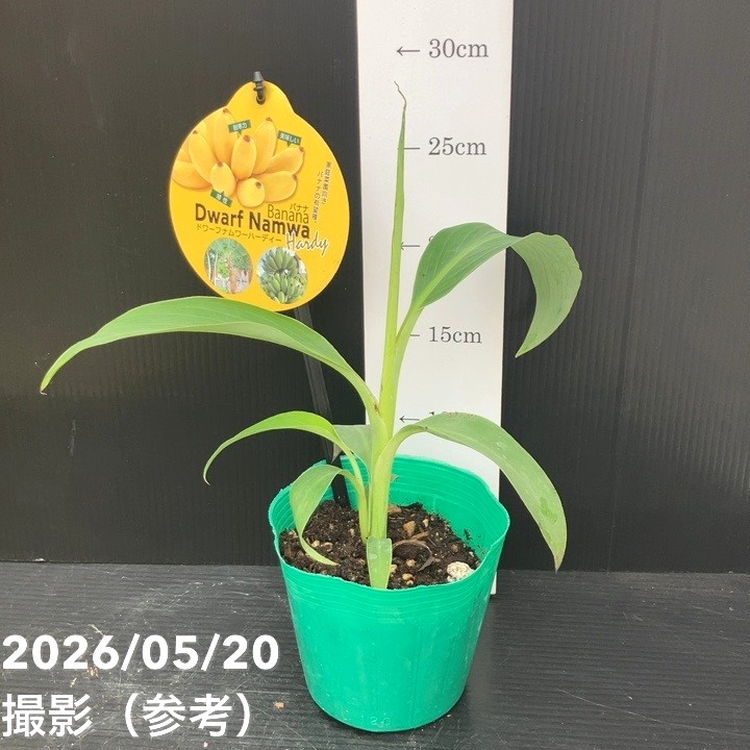 65周年記念セール】バナナ ドワーフ ナムワー ハーディー 4号｜果樹10