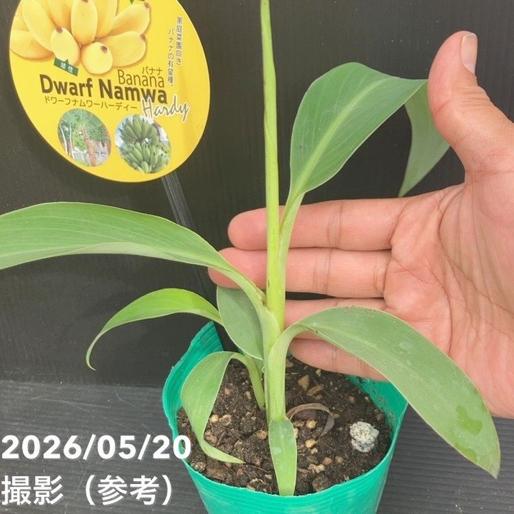 バナナ ドワーフ ナムワー ハーディー 4号｜果樹10-TU | 果樹,[珍しい
