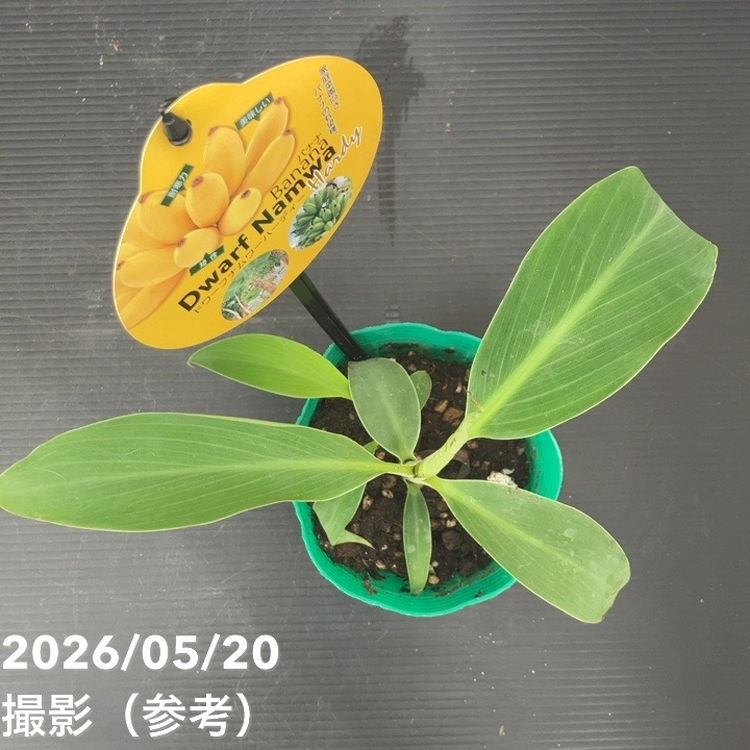 65周年記念セール】バナナ ドワーフ ナムワー ハーディー 4号｜果樹10