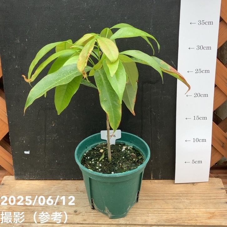 ライチ 玉荷苞 ギョクカホウ 5号｜果樹04-PA | 果樹 | 赤塚植物園