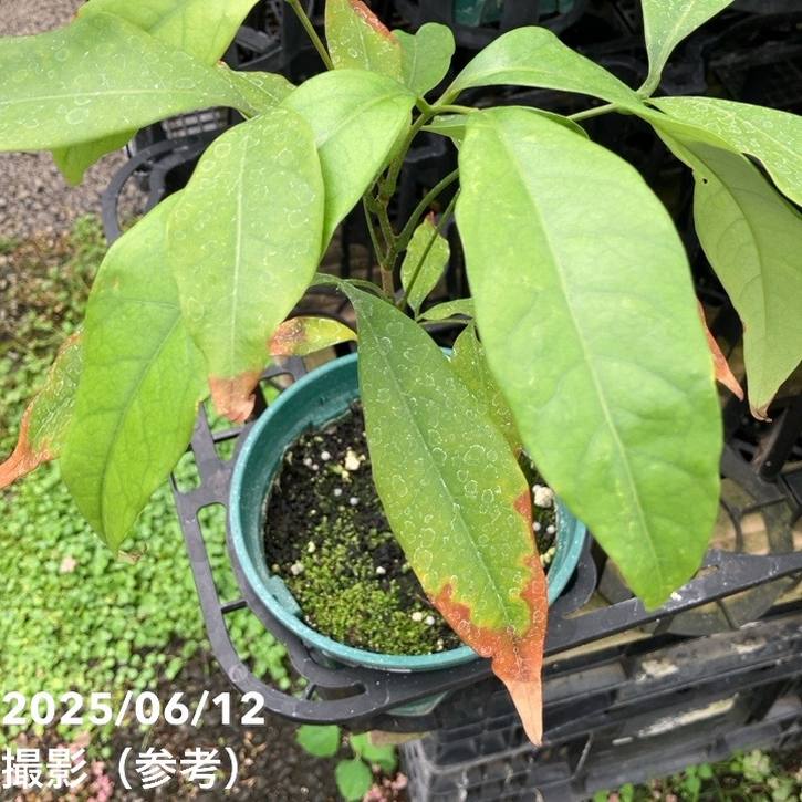ライチ 玉荷苞 ギョクカホウ 5号｜果樹04-PA | 果樹 | 赤塚植物園