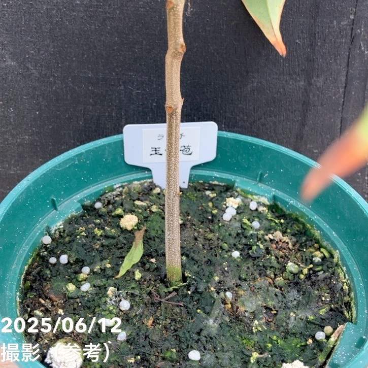 ライチ 玉荷苞 ギョクカホウ 5号｜果樹04-PA | 果樹 | 赤塚植物園