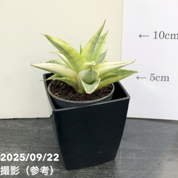 サンスベリア 3号角鉢 ガブリエラ ホワイトバリエガータ 6cmポット投げ込み仕様|観葉02-D2