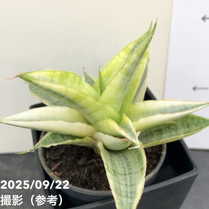 サンスベリア ベロ　バリエガータ サンセベリア：ガブリエラ バリエガータ 3号 の通販 | 園芸ネット