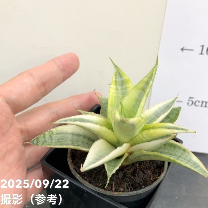 サンスベリア 3号角鉢 ガブリエラ ホワイトバリエガータ 6cmポット投げ込み仕様|観葉02-D2