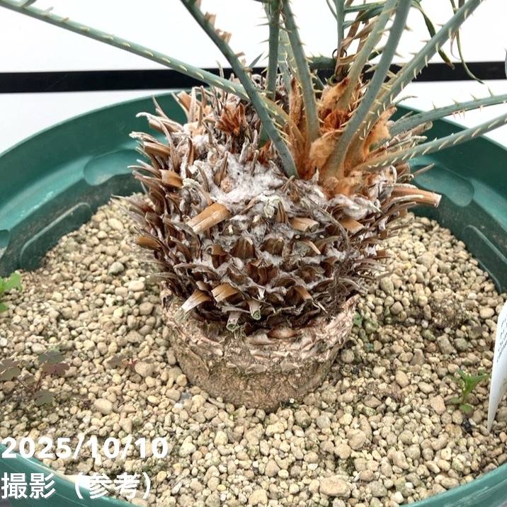 激レア！現品お届け】サイカス カイルンシアナ（ブルーソテツ）10号