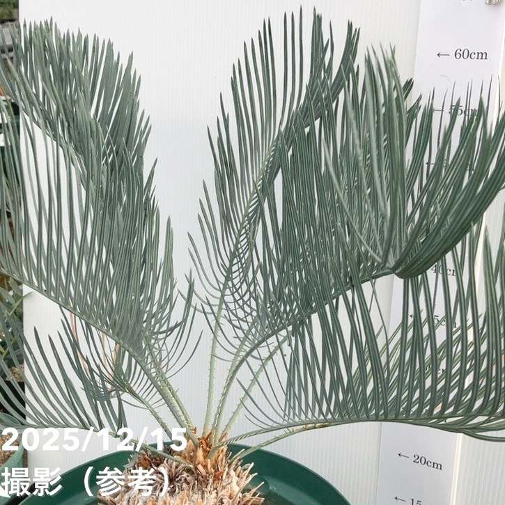 激レア！現品お届け】サイカス カイルンシアナ（ブルーソテツ）10号