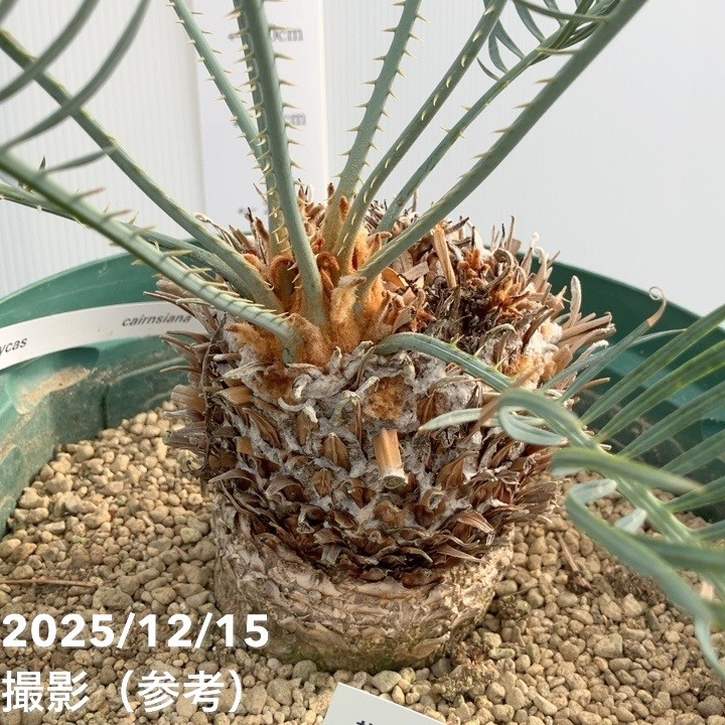 激レア！現品お届け】サイカス カイルンシアナ（ブルーソテツ）10号