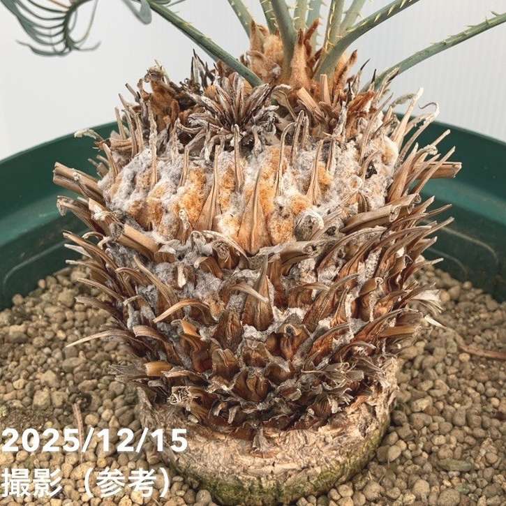 サイカスカイルンシアナ　ブルーソテツ　激レア　一点物　ブルー葉　カール葉　赤肌 楽天市場】【激レア！現品お届け】サイカス カイルンシアナ（ブルー