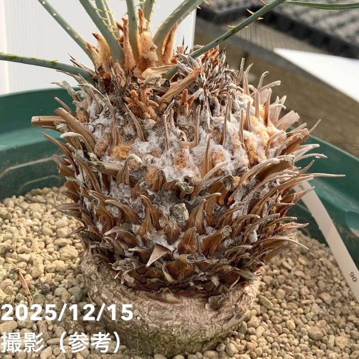 激レア！現品お届け】サイカス カイルンシアナ（ブルーソテツ）10号