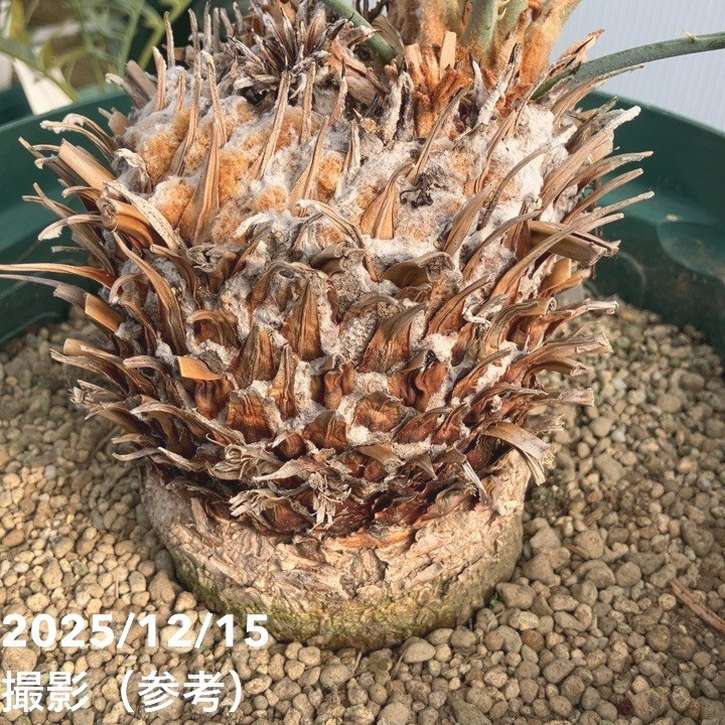 激レア！現品お届け】サイカス カイルンシアナ（ブルーソテツ）10号