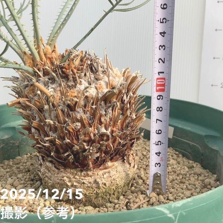 激レア！現品お届け】サイカス カイルンシアナ（ブルーソテツ）10号