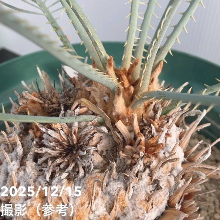 激レア！現品お届け】サイカス カイルンシアナ（ブルーソテツ）10号