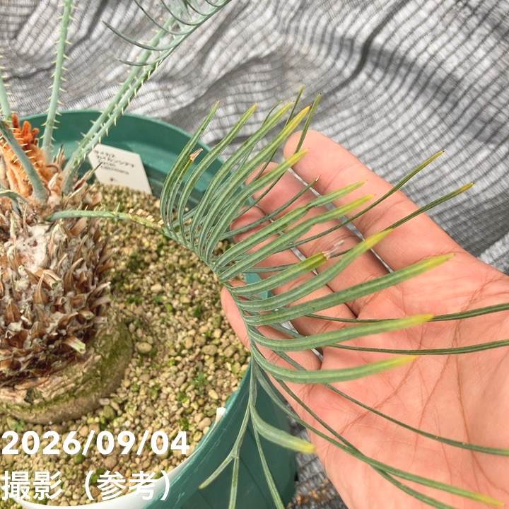 激レア！現品お届け】サイカス カイルンシアナ（ブルーソテツ）10号