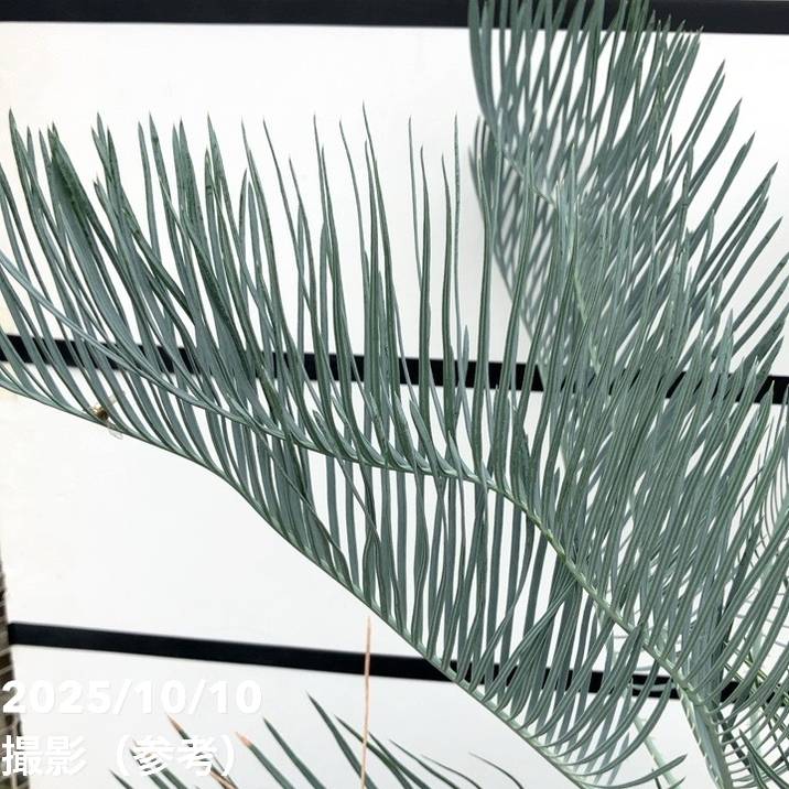 激レア！現品お届け】サイカス カイルンシアナ（ブルーソテツ）10号