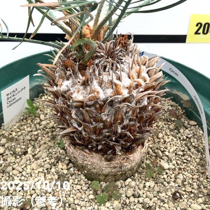 激レア！現品お届け】サイカス カイルンシアナ（ブルーソテツ）10号