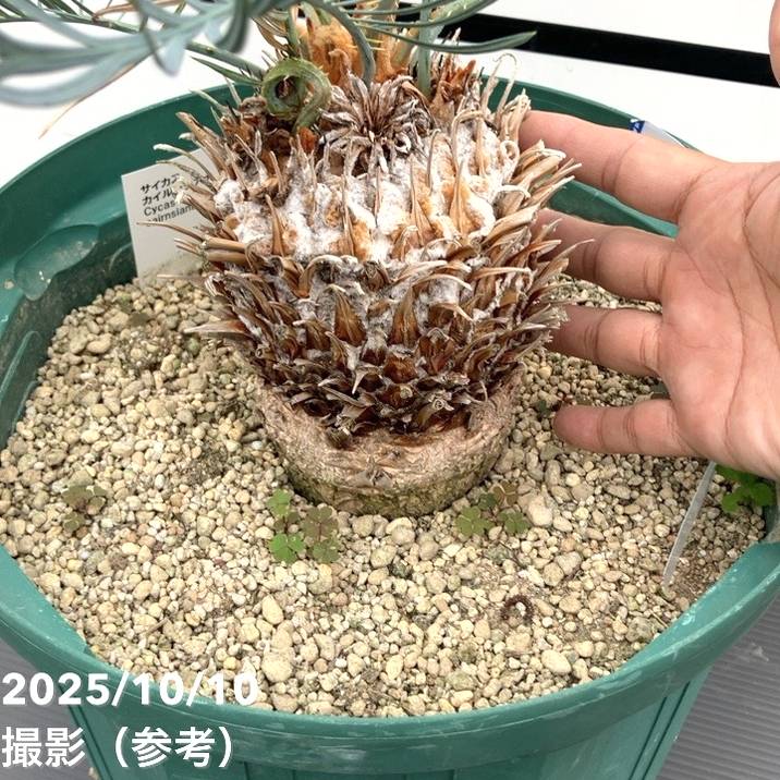 激レア！現品お届け】サイカス カイルンシアナ（ブルーソテツ）10号