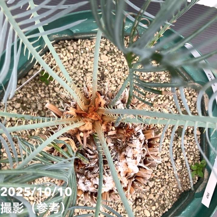 激レア！現品お届け】サイカス カイルンシアナ（ブルーソテツ）10号