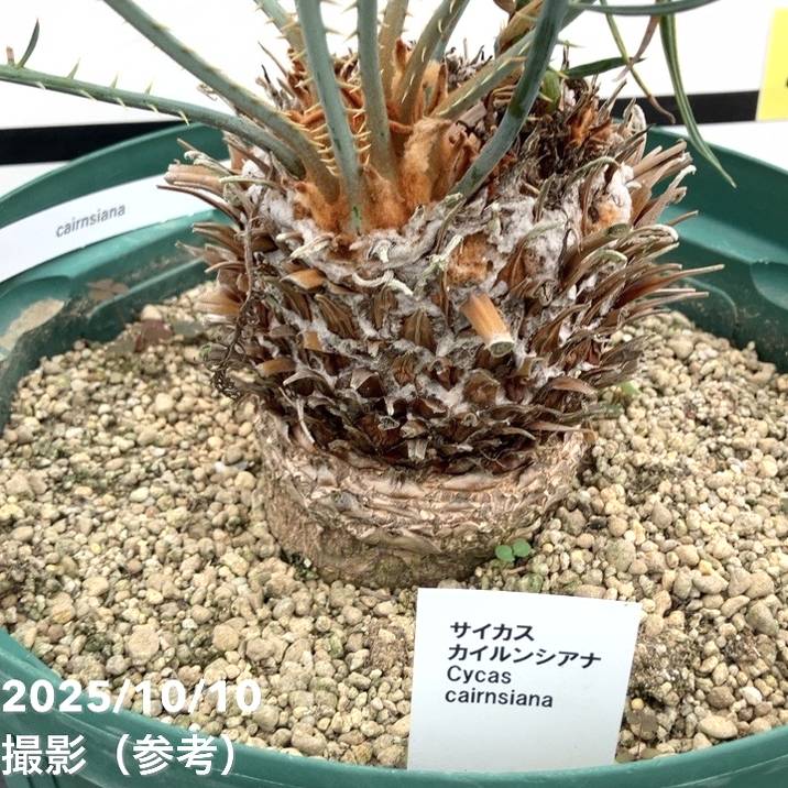 激レア！現品お届け】サイカス カイルンシアナ（ブルーソテツ）10号