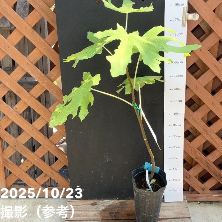 イチジク ダルマティー 4号ロングポット 1年生|YA|果樹04-PA