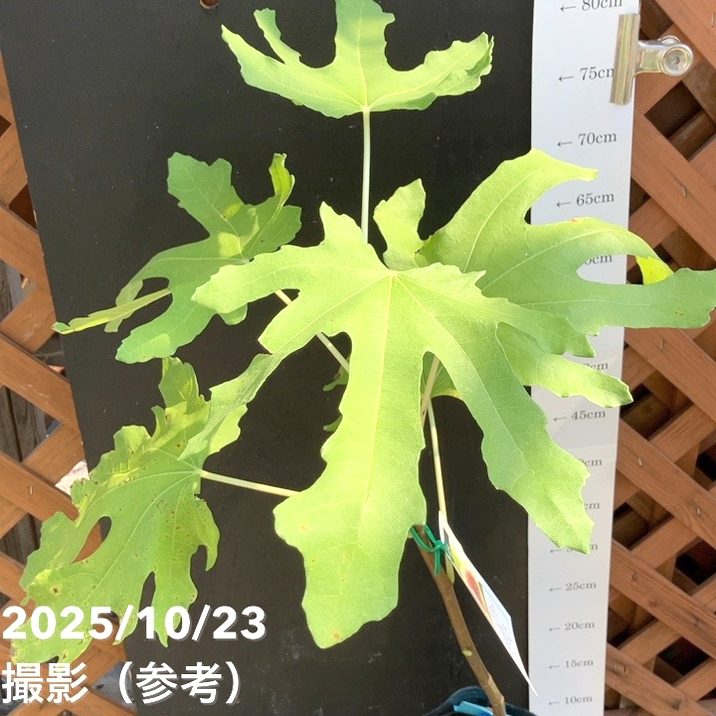 イチジク ダルマティー 4号ロングポット 1年生|YA|果樹04-PA