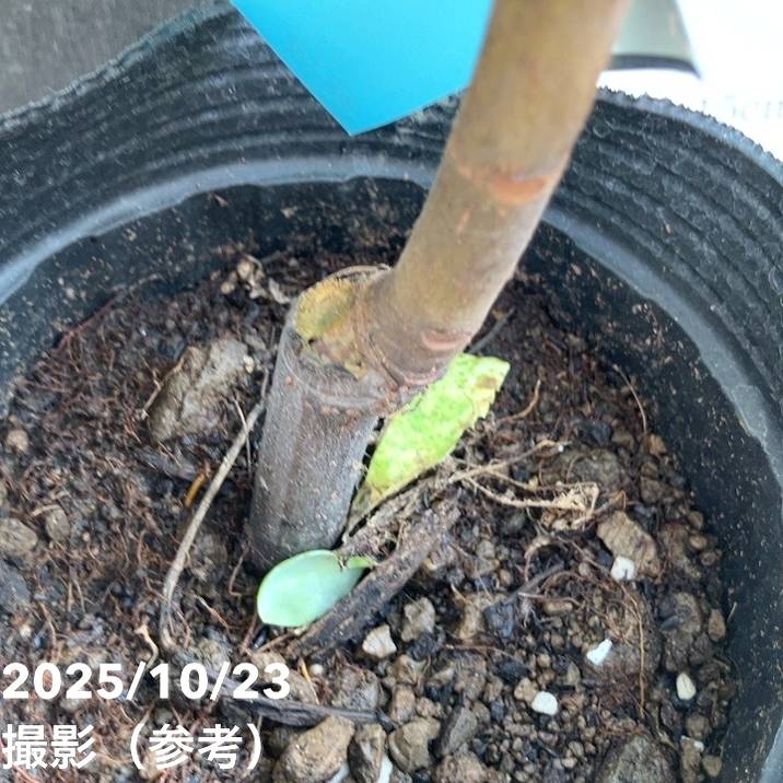 イチジク ダルマティー 4号ロングポット 1年生|YA|果樹04-PA